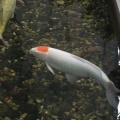 DSCF0176